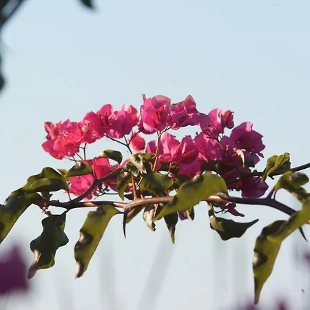 Lacona Pineta 假日公园 3*