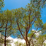 Ferienpark Lacona Pineta 3*
