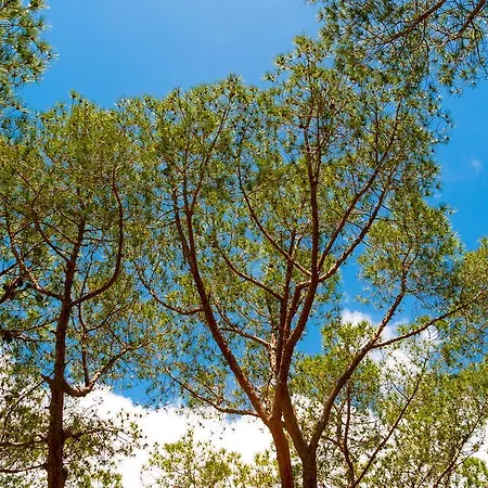 Parco vacanze Lacona Pineta 3*