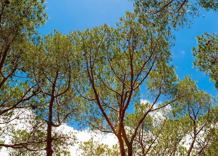 Parque de vacaciones Lacona Pineta 3*